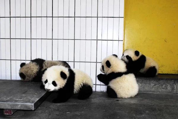 Los Cachorros Panda Gigantes Celebran Año Nuevo Centro Investigación Protección — Foto de Stock