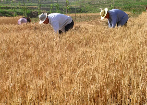 Κινέζοι Αγρότες Συλλέγουν Σιτάρι Ένα Χωράφι Στο Προάστιο Της Τζινάν — Φωτογραφία Αρχείου