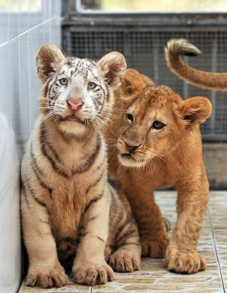 Ein Weißes Tiger Und Ein Löwenbaby Amüsieren Sich Einem Zoo — Stockfoto