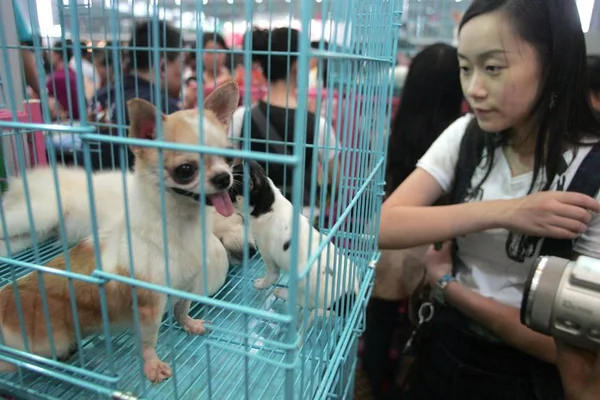 Los Visitantes Chinos Miran Los Perros Una Jaula Durante Feria —  Fotos de Stock