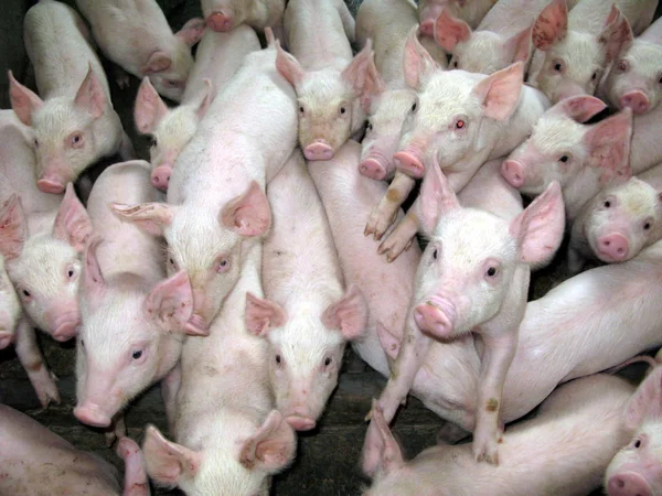 Beskåda Pigs Pig Lantgård Laojun Yunyang Län Chongqing Kina Juli — Stockfoto