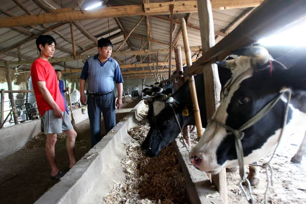 Gli Agricoltori Cinesi Guardano Mucche Una Fattoria Mucche Nel Villaggio — Foto Stock