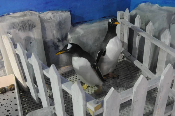 Dois Pinguins São Vistos Cercados Parque Polarland Harbin Nordeste Província — Fotografia de Stock