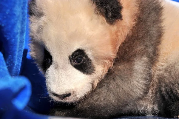 Panda Cub Sensen Bir Benimsenmesi Shaanxi Merkezi Üreme Xian Şehir — Stok fotoğraf