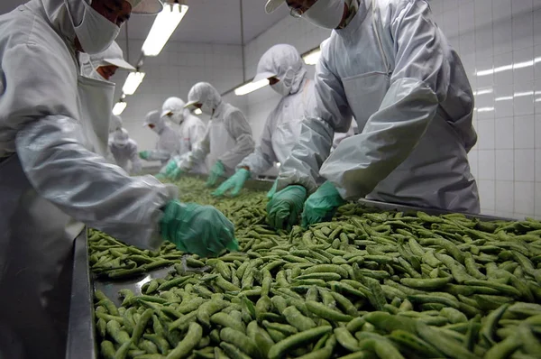 Lavoratori Cinesi Trasformano Semi Soia Verde Nello Stabilimento Della Juxian — Foto Stock