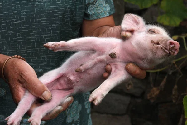 中国人女性は 2008年8月5日 雲台郡龍平郡 梁陽市 東中国江蘇省のホグペンで5本足の豚を見せる — ストック写真