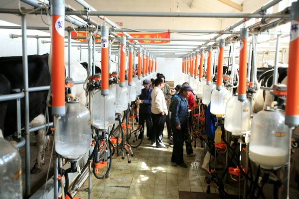 Vacche Producono Latte Presso Stabilimento Lattiero Caseario Mengniu Dairy Chabei — Foto Stock