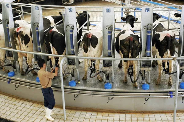 Коровы Производят Молоко Молочном Заводе Mengniu Group Городе Хуххот Huhehaote — стоковое фото