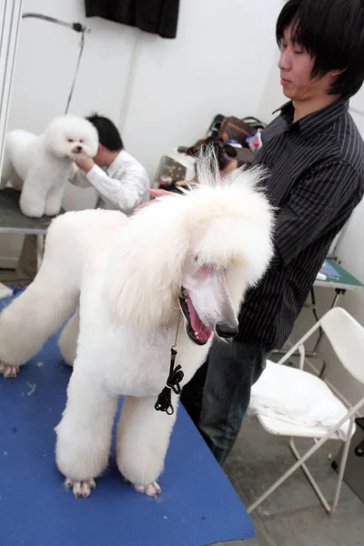 Män Kompensera För Hundar Före Hund Utställning Pet Fair Asia — Stockfoto