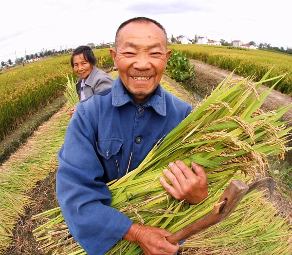 Agricultores Chineses Colhem Arroz Paddy Condado Haian Leste Província Chinas — Fotografia de Stock