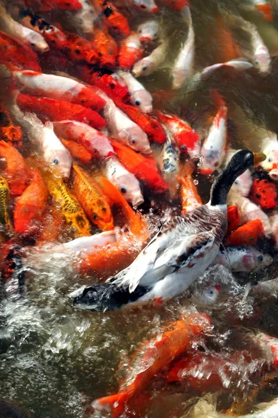 Karpfenschwärme Umgeben Eine Invasive Ente Einem Parksee Der Stadt Changsha — Stockfoto