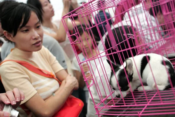 Los Visitantes Miran Perro Una Jaula Durante Feria Mascotas Asia — Foto de Stock