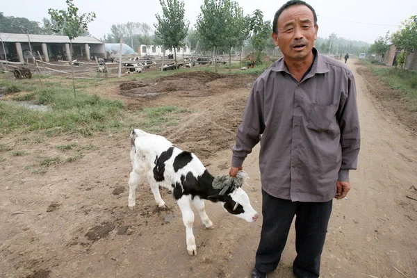 Čínský Dojnice Wang Yulu Vytahuje Mladou Krávu Která Stěžuje Zastavení — Stock fotografie