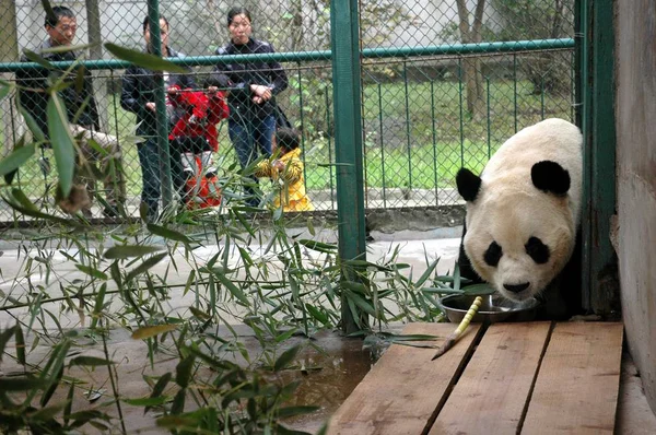 Shi Shi Yaşındaki Dev Panda Huainan Longhu Park Yiyor Doğu — Stok fotoğraf