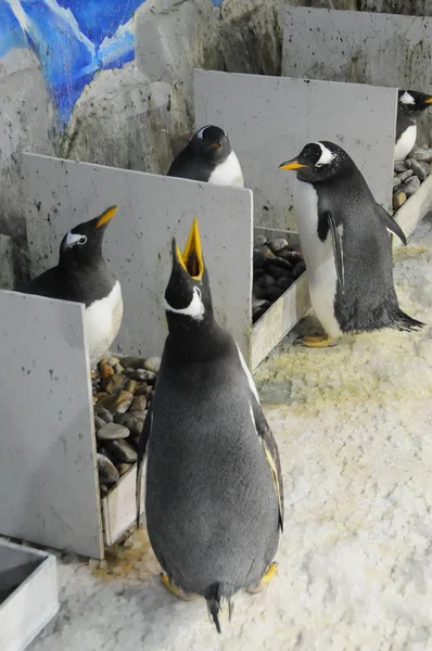 Pinguins Manter Seus Ovos Parque Polarland Harbin Nordeste Província Chinas — Fotografia de Stock