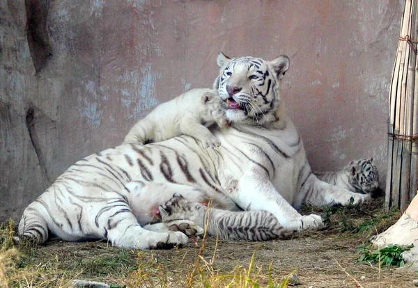 Rong Rong Tigre Branco Fêmea Anos Idade Com Seus Três — Fotografia de Stock