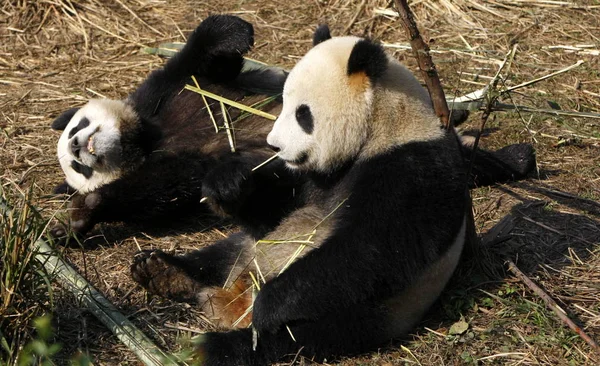 Tuantuan Yuanyuan Een Paar Reuzepanda Klaar Voor Een Eerste Reis — Stockfoto