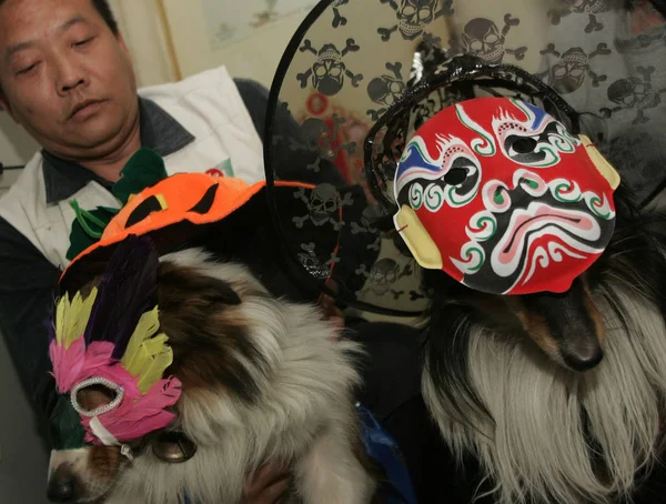 2007年10月30日 在天津 两只狗戴着南瓜帽和羽毛面具 另一只戴着京剧面具 — 图库照片