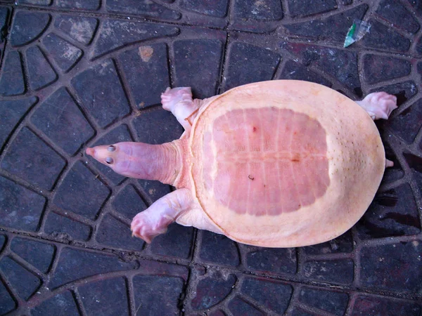Boyang Ilçesinde Pembe Bir Yumuşak Kabuk Kaplumbağa Görünümü Doğu Chinas — Stok fotoğraf