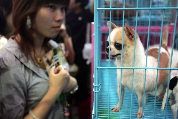 Visitante Olha Para Cães Uma Gaiola Durante Pet Fair Ásia — Fotografia de Stock