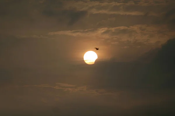 Pássaro Voa Passado Durante Eclipse Solar Parcial Xuchang Província Central — Fotografia de Stock