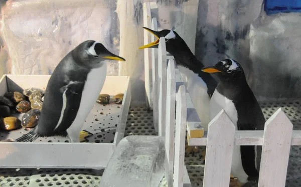 Dois Pinguins Direita São Vistos Cercados Parque Polarland Harbin Nordeste — Fotografia de Stock