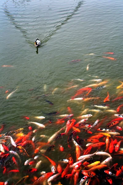 Karpfenschwärme Umgeben Eine Invasive Ente Einem Parksee Der Stadt Changsha — Stockfoto