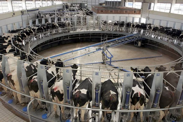 Vacas Produzem Leite Fábrica Lacticínios Grupo Mengniu Cidade Huhhot Huhehaote — Fotografia de Stock