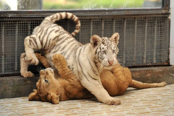 A white tiger cub and a lion cub have fun at a zoo in Changzhou, east Chinas Jiangsu province, November 18, 2008