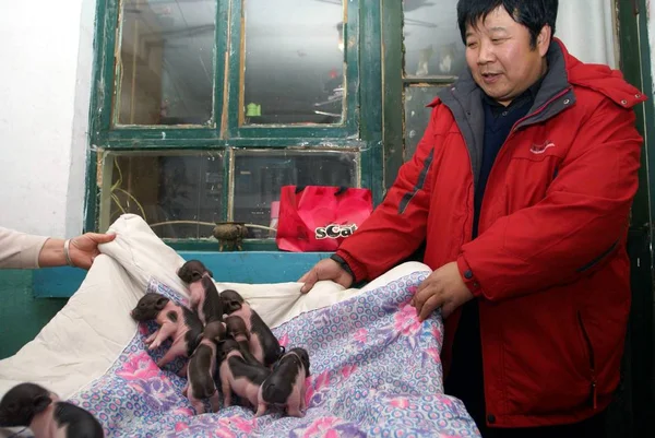 Homme Montre Huit Petits Nouveau Nés Porc Maison Mme Lius — Photo