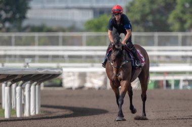 The equestrian Paddy Bell with Viddora is pictured during the trackwork of Horse Racing 2019 FWD Champions Day in Hong Kong, China, 25 April 2019 clipart