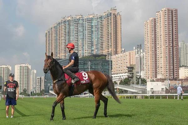 ヴィドラと乗馬パディーベルは 2019年4月25日に競馬2019 Fwdチャンピオンズデーのトラックワーク中に描かれています — ストック写真