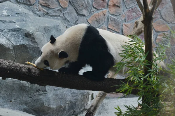 中国熊猫胃口夏日 南京森林动物园 — 图库照片