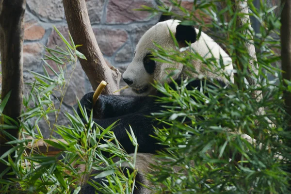 Čínské Čínské pandy apetit letní svátek Nanjing lesní Zoo — Stock fotografie