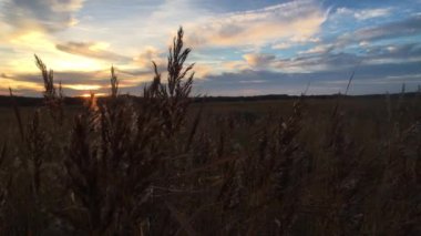 Sunset over cornfield Norderney, Germany