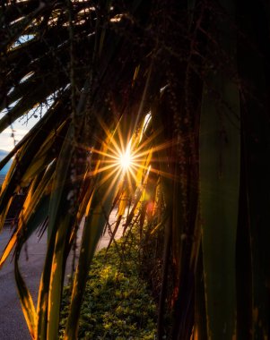 Arka plan bir bitki ile güneşli gün lens flare