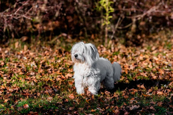 Genel bir parkta beyaz köpek portresi.