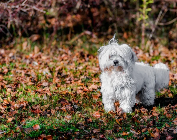 Güzel bir sonbahar sabahı genel bir parkta beyaz köpek portresi.