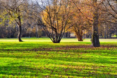 Güzel bir sabah ağaçta ile genel bir park sahne.