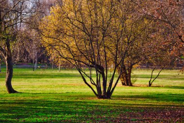 Parlak bir güneş ile güzel bir sabah ağaçta ile genel bir park sahne.