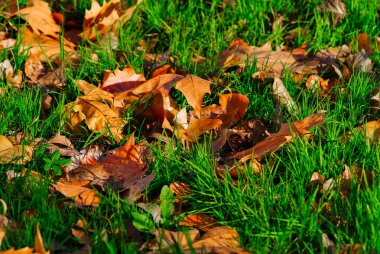 Yeşil çim ve sonbahar yaprakları ile güzel bir manzara.