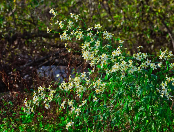 Természetes Virágok Egy Napsütéses Őszi Napon — Stock Fotó