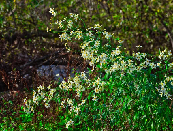 Fleurs Naturelles Par Une Journée Ensoleillée Automne — Photo