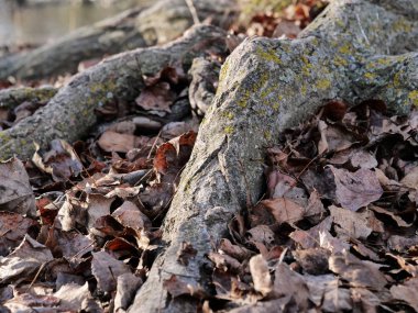 Ağaç kökleri ve sonbahar yaprakları kadar yakın.