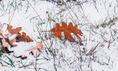 Karlı zeminde sonbahar yaprakları