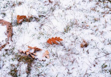 Sahne karlı zeminde sonbahar yaprakları ile.