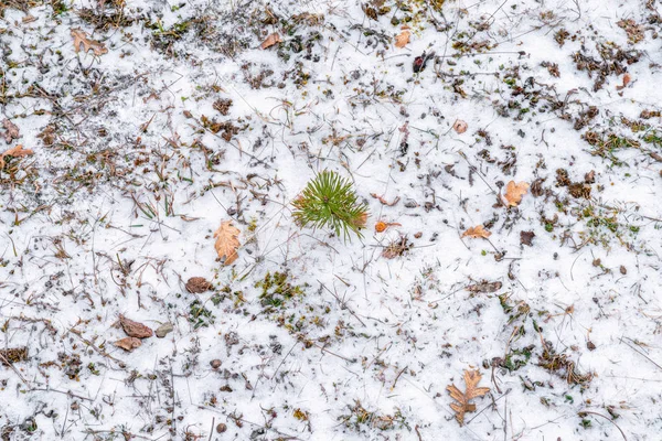 紅葉と松の雪や地面の落とされた葉します — ストック写真