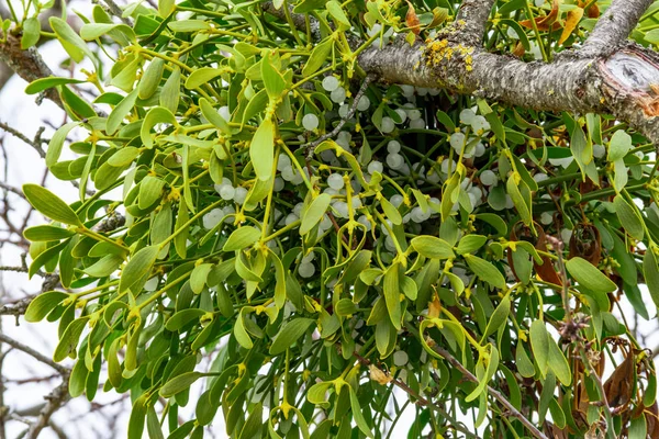 Mistletoe Branch Many Ripe Fruits — Stock Photo, Image