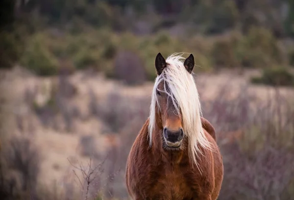 Portrait of a brown horse in the field on a fall day.