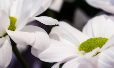 Beyaz çiçek kadar yakın ve arka plan defocused.